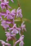 Gymnadenia conopsea