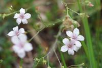 Linum tenuifolium