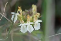 Teucrium montanum