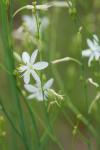 Anthericum ramosum