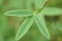 Trifolium rubens