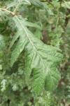 Quercus pyrenaica