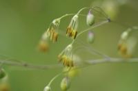 Thalictrum minus
