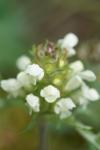 Prunella laciniata