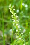 Orchis anthropophora
