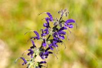Salvia pratensis