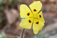 Tuberaria guttata