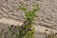 Euphorbia peplus