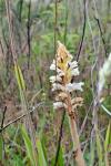 Orobanche picridis-hieracioidis