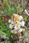 Orobanche picridis-hieracioidis