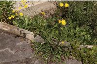 Crepis capillaris