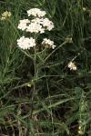 Achillea millefolium