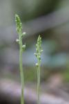 Goodyera repens