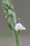 Goodyera repens