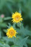 Inula salicina
