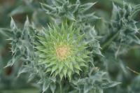 Cirsium eriophorum