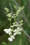Filipendula ulmaria