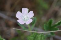 Malva setigera