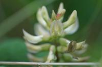 Astragalus glycyphyllos