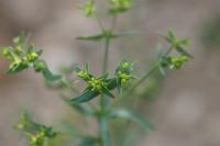 Euphorbia exigua