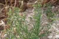 Euphorbia exigua
