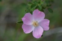 Rosa rubiginosa