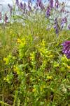 Rhinanthus minor