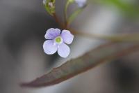 Veronica scutellata