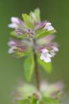 Stachys arvensis