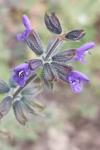 Salvia verbenaca