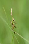 Carex pulicaris