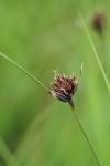 Schoenus nigricans