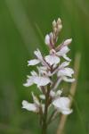 Dactylorhiza maculata