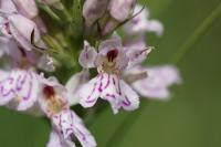 Dactylorhiza fuchsii