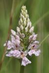 Dactylorhiza fuchsii