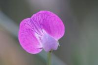 Lathyrus hirsutus