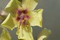Verbascum virgatum