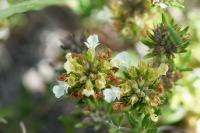 Teucrium montanum