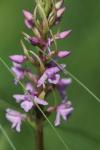 Gymnadenia conopsea