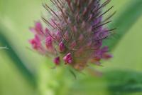 Trifolium rubens
