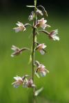 Epipactis palustris