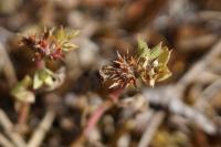 Trifolium scabrum