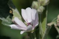 Althaea officinalis