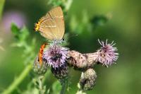 Cirsium arvense