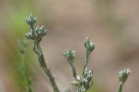 Logfia minima