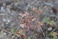 Sedum rubens