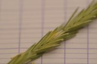 Elytrigia repens