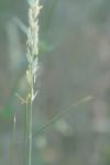 Elytrigia repens