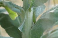 Verbascum thapsus
