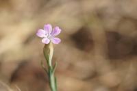 Petrorhagia prolifera